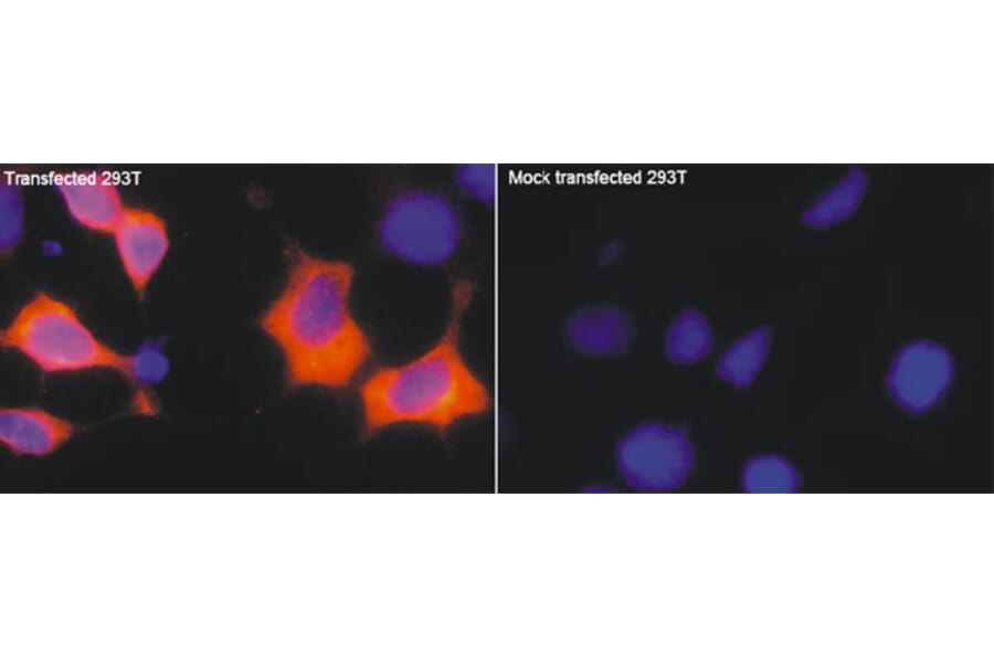 Anti-Myc-tag (5D10) Antibody from Bioworld Technology (AP0031M) - Antibodies.com