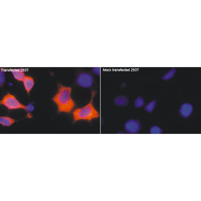 Anti-Myc-tag (5D10) Antibody from Bioworld Technology (AP0031M) - Antibodies.com