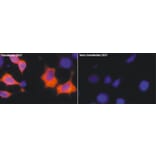 Anti-Myc-tag (5D10) Antibody from Bioworld Technology (AP0031M) - Antibodies.com