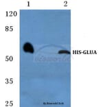 Anti-His-tag Antibody from Bioworld Technology (AP0032) - Antibodies.com