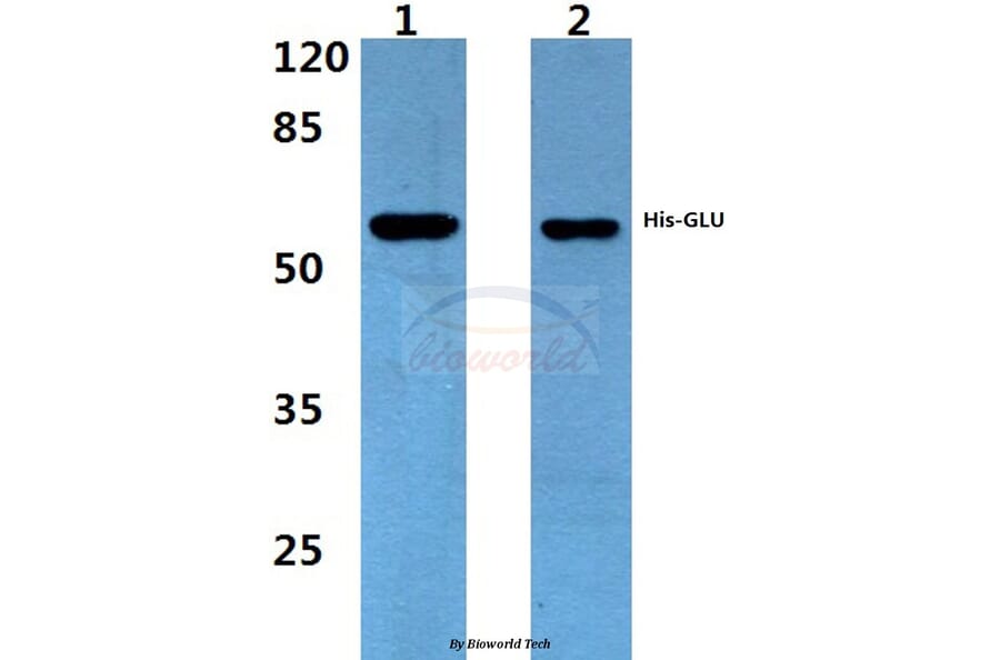 Anti-His-tag (4C2) Antibody from Bioworld Technology (AP0032M) - Antibodies.com