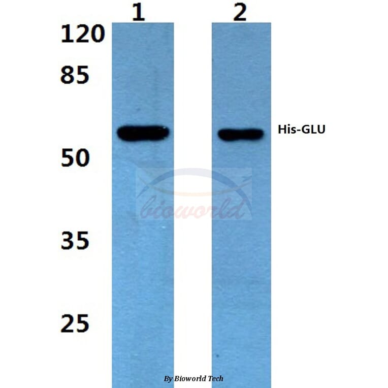 Anti-His-tag (4C2) Antibody from Bioworld Technology (AP0032M) - Antibodies.com