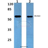 Anti-His-tag (4C2) Antibody from Bioworld Technology (AP0032M) - Antibodies.com