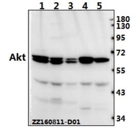 Anti-AKT Antibody from Bioworld Technology (AP0059) - Antibodies.com