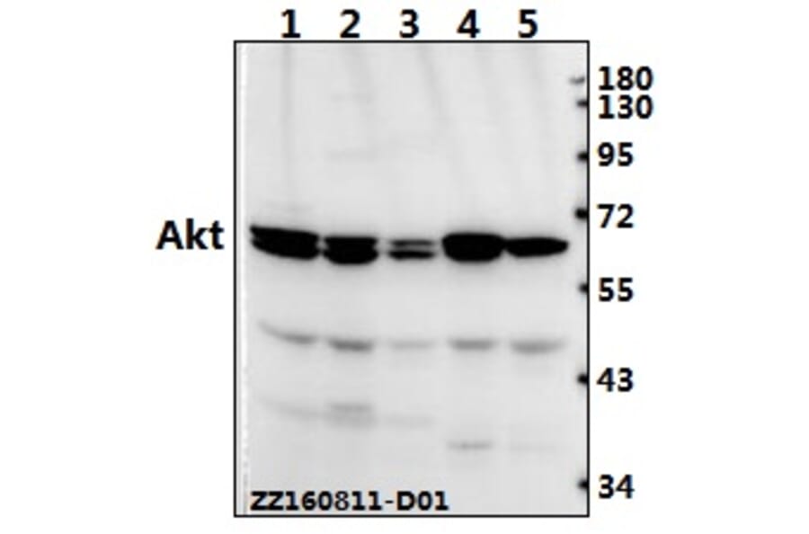 Anti-AKT Antibody from Bioworld Technology (AP0059) - Antibodies.com