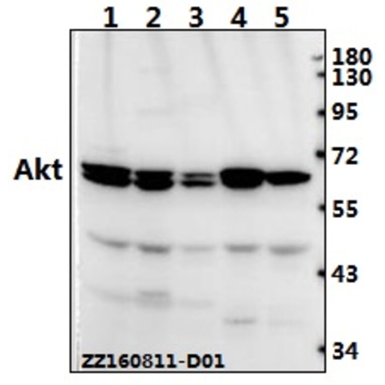Anti-AKT Antibody from Bioworld Technology (AP0059) - Antibodies.com