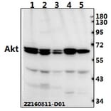 Anti-AKT Antibody from Bioworld Technology (AP0059) - Antibodies.com