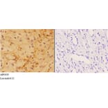 Anti-AKT Antibody from Bioworld Technology (AP0059) - Antibodies.com