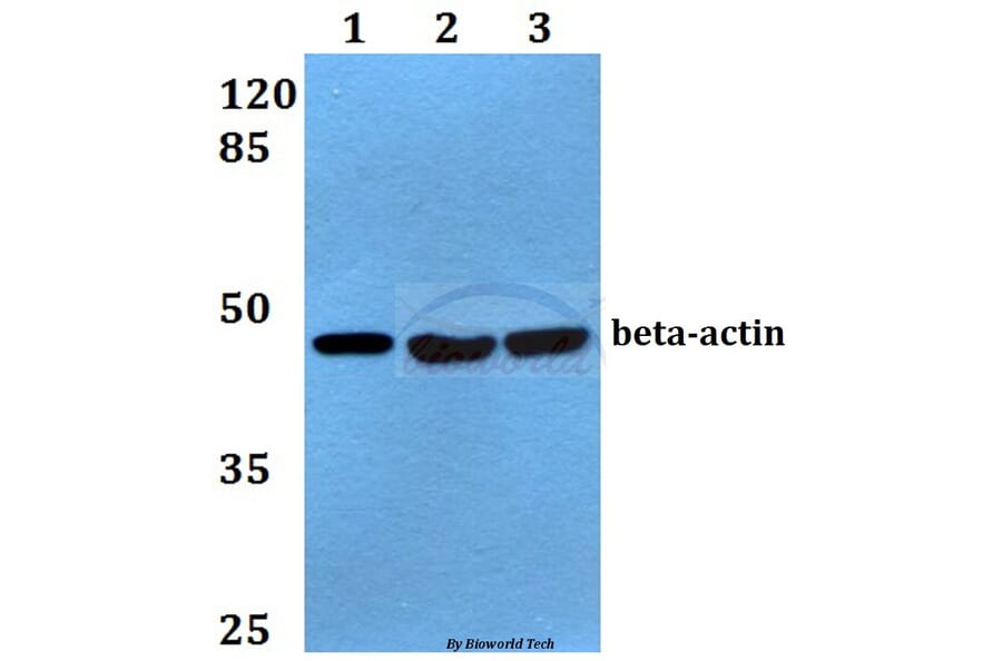 Anti-β-Actin (I102) Antibody from Bioworld Technology (AP0060) - Antibodies.com
