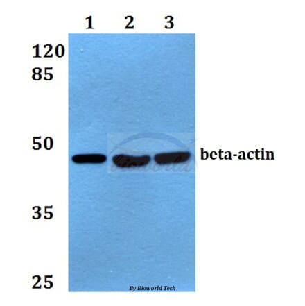 Anti-β-Actin (I102) Antibody from Bioworld Technology (AP0060) - Antibodies.com