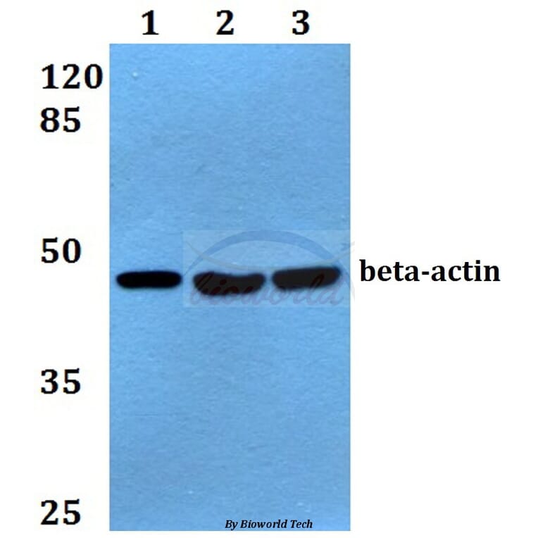 Anti-β-Actin (I102) Antibody from Bioworld Technology (AP0060) - Antibodies.com