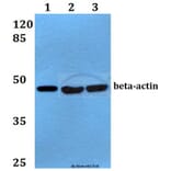 Anti-β-Actin (I102) Antibody from Bioworld Technology (AP0060) - Antibodies.com