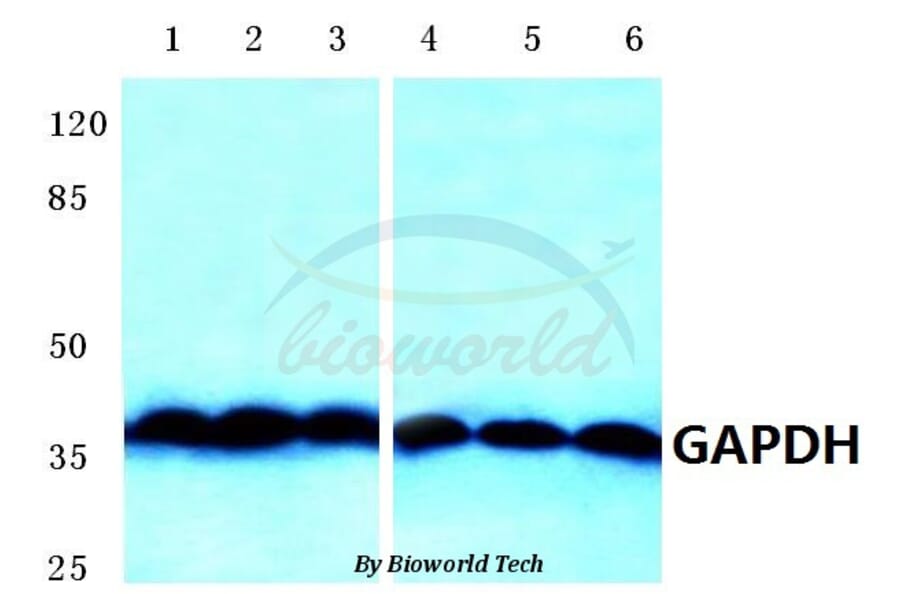 Anti-GAPDH Antibody from Bioworld Technology (AP0063) - Antibodies.com