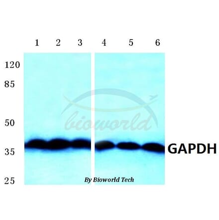Anti-GAPDH Antibody from Bioworld Technology (AP0063) - Antibodies.com