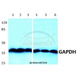 Anti-GAPDH Antibody from Bioworld Technology (AP0063) - Antibodies.com
