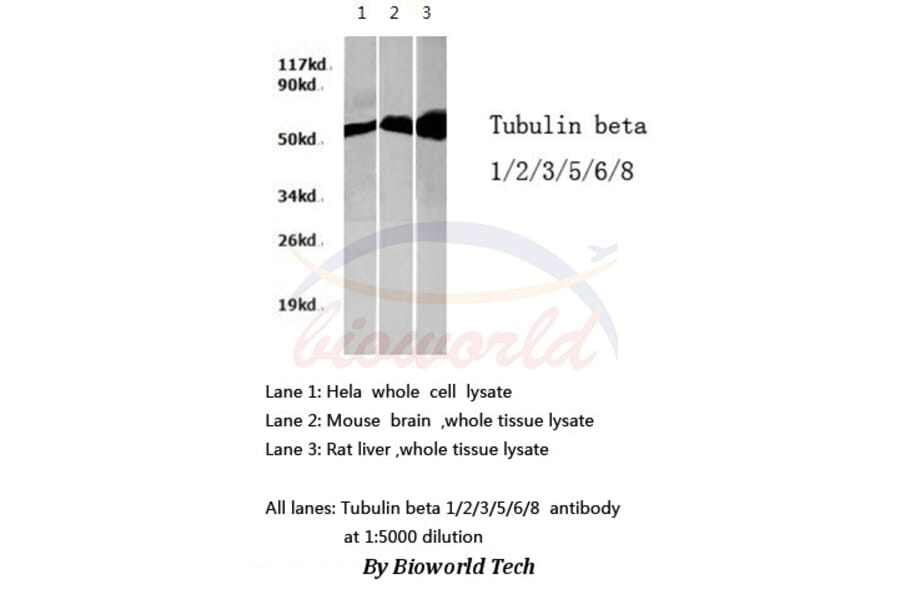 Anti-Tubulin β Antibody from Bioworld Technology (AP0064) - Antibodies.com
