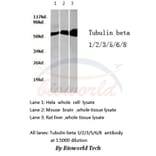Anti-Tubulin β Antibody from Bioworld Technology (AP0064) - Antibodies.com