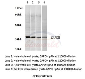 Anti-GAPDH (A531) Antibody from Bioworld Technology (AP0066) - Antibodies.com