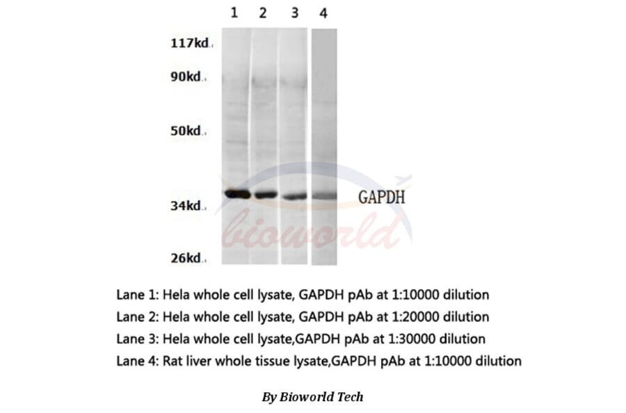 Anti-GAPDH (A531) Antibody from Bioworld Technology (AP0066) - Antibodies.com