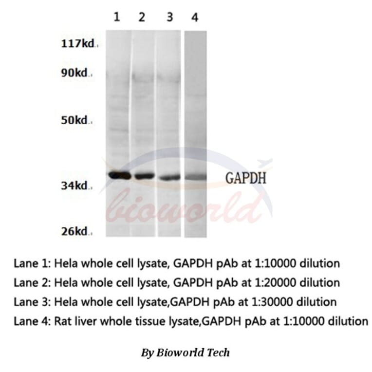 Anti-GAPDH (A531) Antibody from Bioworld Technology (AP0066) - Antibodies.com