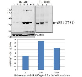 Anti-MSK1 (phospho-Thr581) Antibody from Bioworld Technology (AP0095) - Antibodies.com