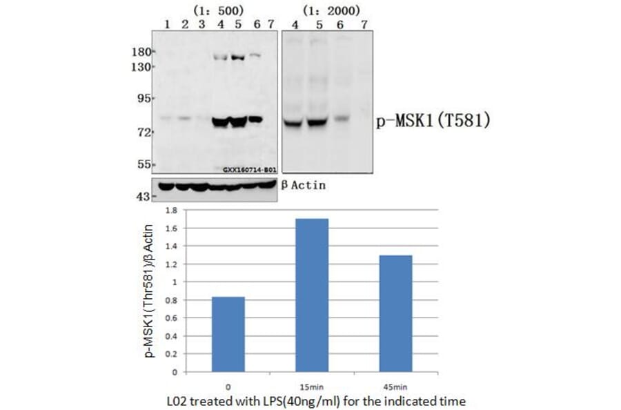 Anti-MSK1 (phospho-Thr581) Antibody from Bioworld Technology (AP0095) - Antibodies.com