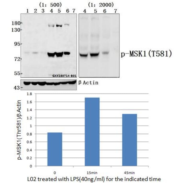 Anti-MSK1 (phospho-Thr581) Antibody from Bioworld Technology (AP0095) - Antibodies.com