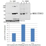 Anti-MSK1 (phospho-Thr581) Antibody from Bioworld Technology (AP0095) - Antibodies.com