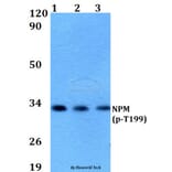 Anti-NPM (phospho-T199) Antibody from Bioworld Technology (AP0100) - Antibodies.com