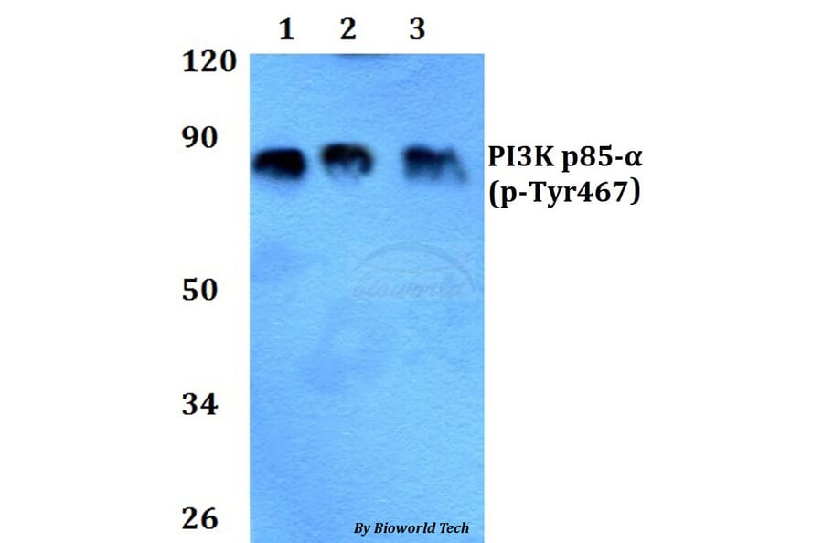 Anti-PI3K p85α/p55γ Antibody from Bioworld Technology (AP0152) - Antibodies.com