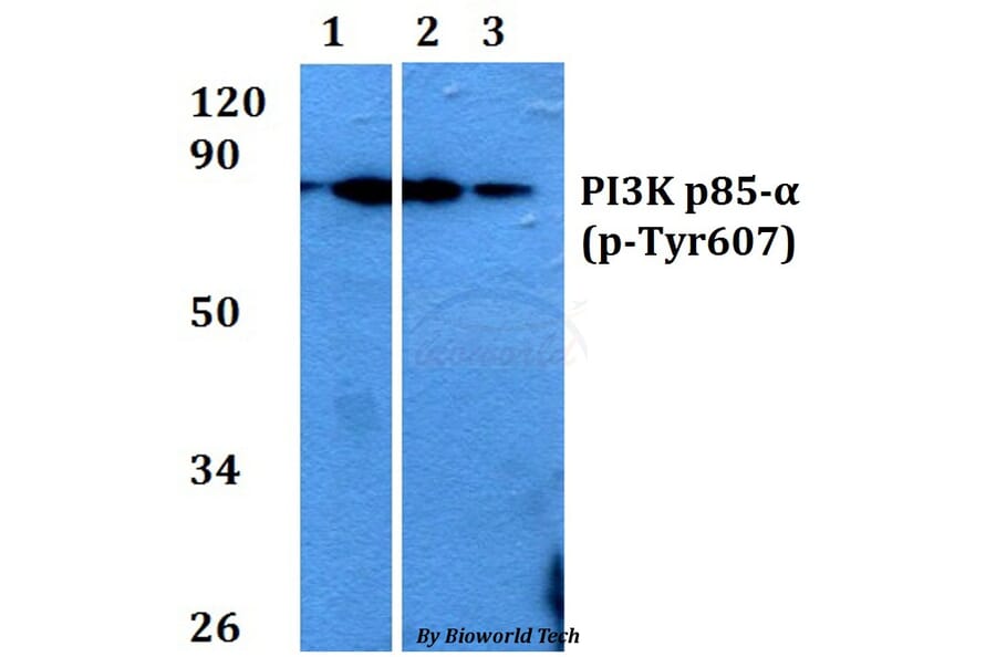 Anti-PI3K p85α (phospho-Tyr607) Antibody from Bioworld Technology (AP0153) - Antibodies.com
