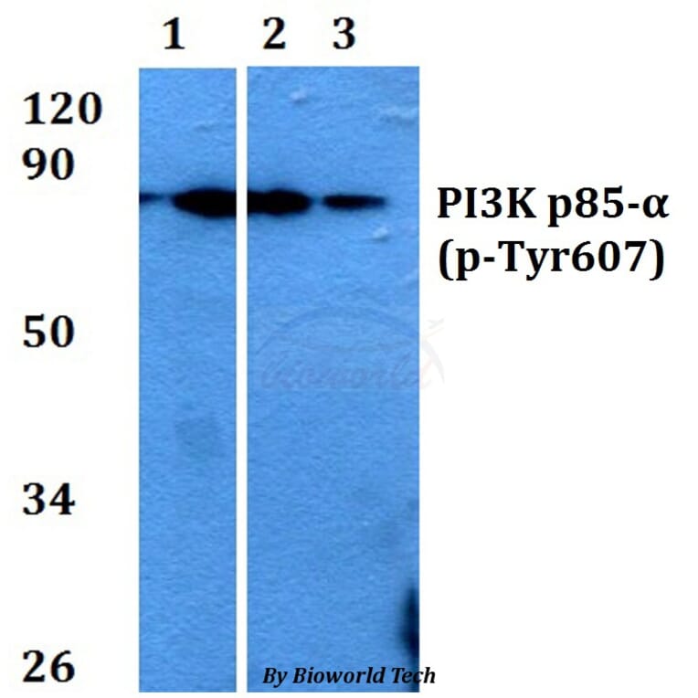 Anti-PI3K p85α (phospho-Tyr607) Antibody from Bioworld Technology (AP0153) - Antibodies.com