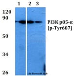 Anti-PI3K p85α (phospho-Tyr607) Antibody from Bioworld Technology (AP0153) - Antibodies.com