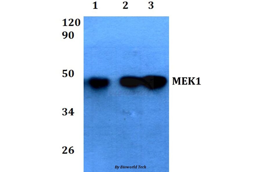 Anti-MEK1 (Ser298) Antibody from Bioworld Technology (AP0170) - Antibodies.com