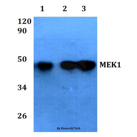 Anti-MEK1 (Ser298) Antibody from Bioworld Technology (AP0170) - Antibodies.com
