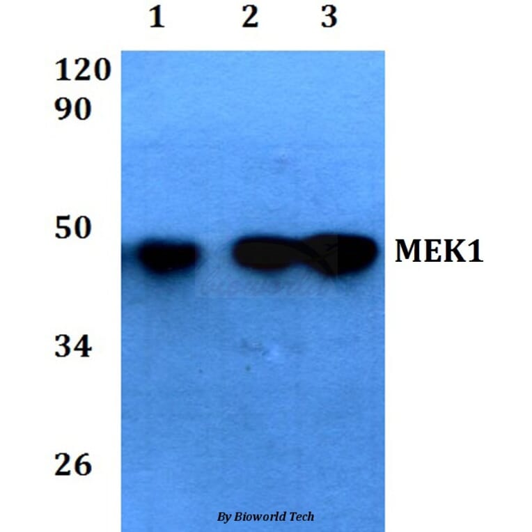 Anti-MEK1 (Ser298) Antibody from Bioworld Technology (AP0170) - Antibodies.com
