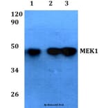 Anti-MEK1 (Ser298) Antibody from Bioworld Technology (AP0170) - Antibodies.com