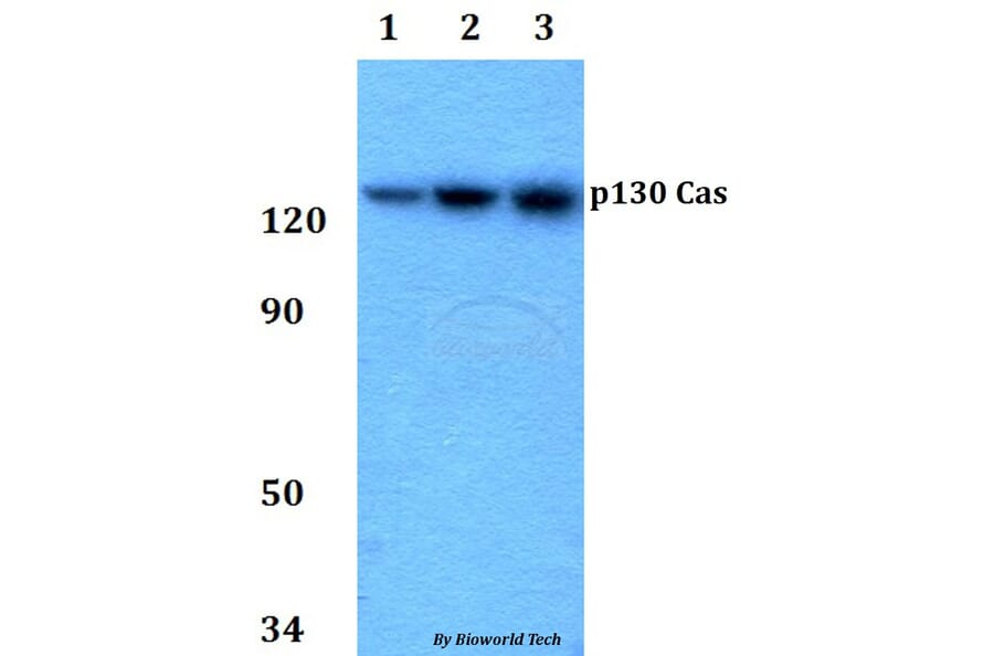 Anti-p130 Cas (Tyr249) Antibody from Bioworld Technology (AP0180) - Antibodies.com