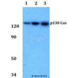 Anti-p130 Cas (Tyr249) Antibody from Bioworld Technology (AP0180) - Antibodies.com
