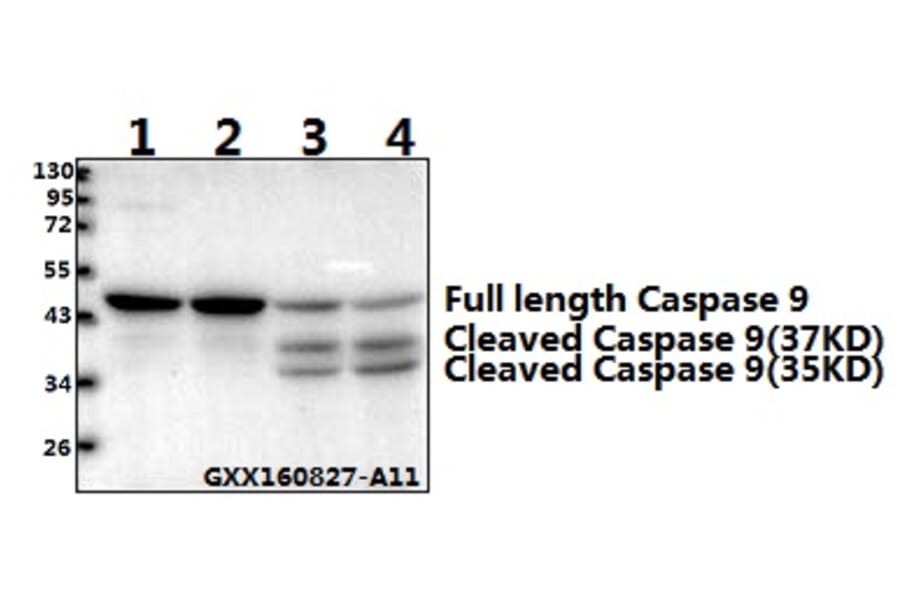 Anti-Caspase 9 (Tyr153) Antibody from Bioworld Technology (AP0186) - Antibodies.com