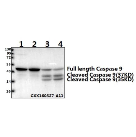 Anti-Caspase 9 (Tyr153) Antibody from Bioworld Technology (AP0186) - Antibodies.com
