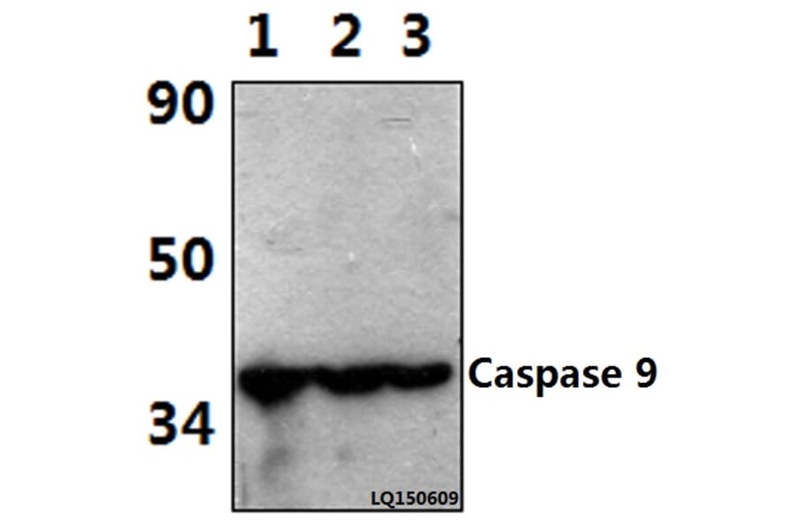 Anti-Caspase 9 (Tyr153) Antibody from Bioworld Technology (AP0186) - Antibodies.com