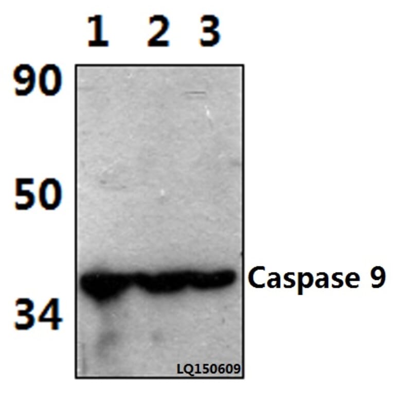 Anti-Caspase 9 (Tyr153) Antibody from Bioworld Technology (AP0186) - Antibodies.com