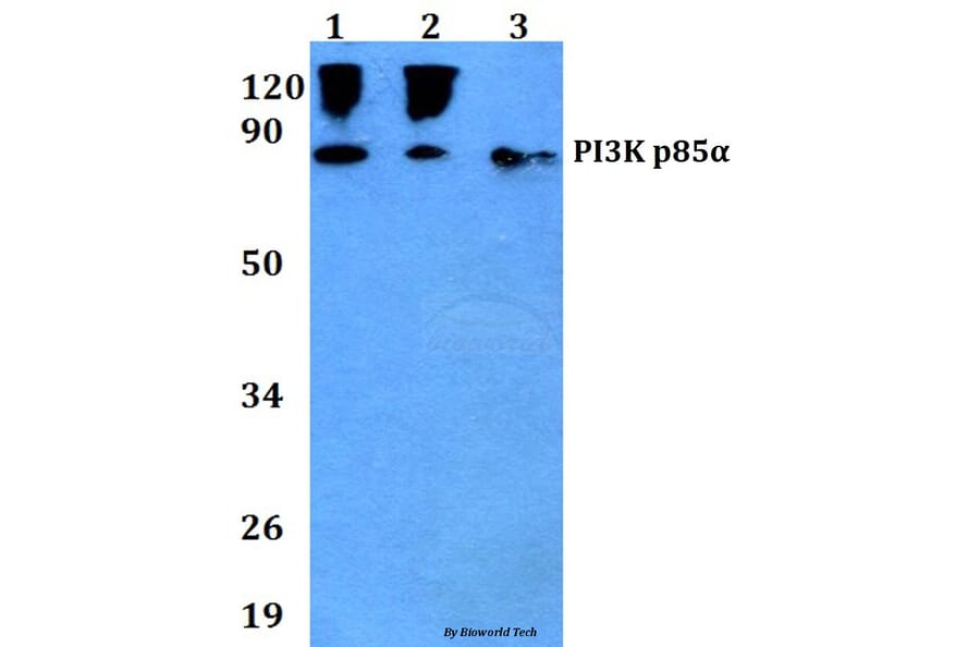 Anti-PI3K p85α/p55γ (Y467/199) Antibody from Bioworld Technology (AP0230) - Antibodies.com