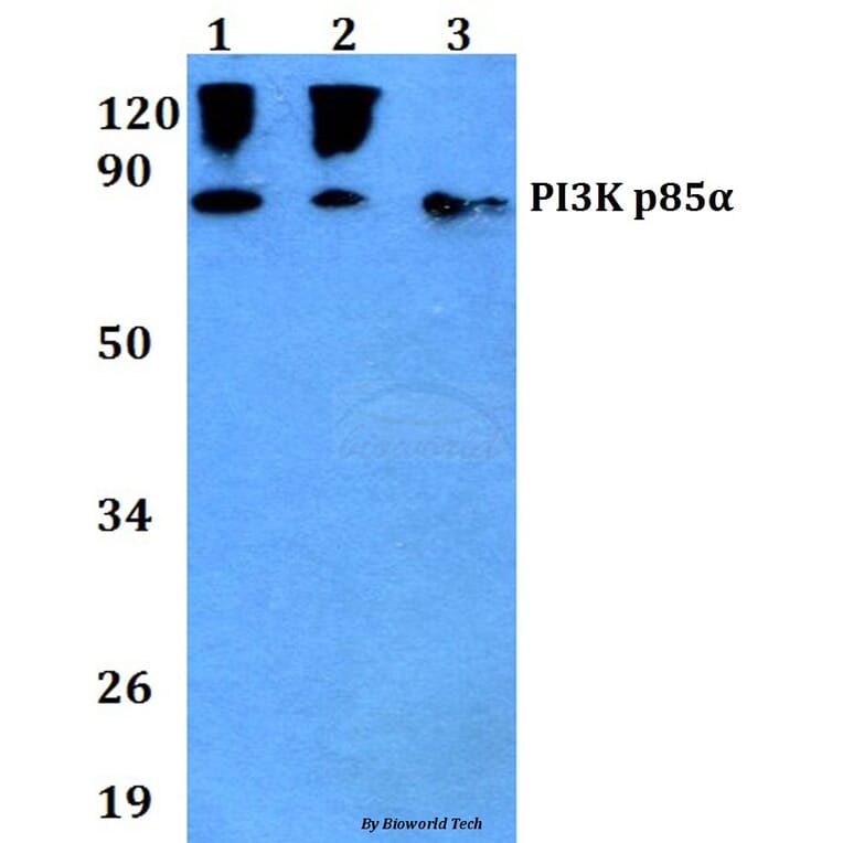 Anti-PI3K p85α/p55γ (Y467/199) Antibody from Bioworld Technology (AP0230) - Antibodies.com
