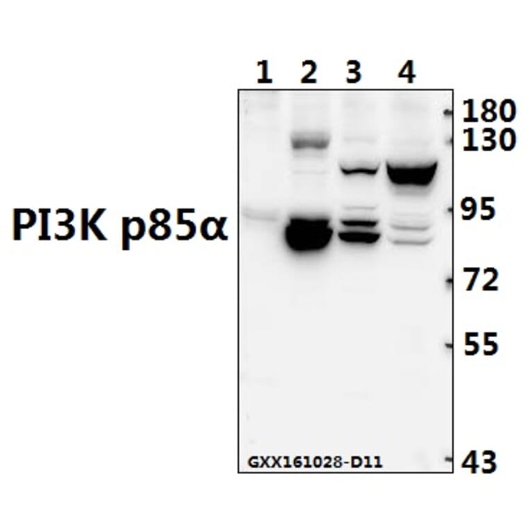 Anti-PI3K p85α/p55γ (Y467/199) Antibody from Bioworld Technology (AP0230) - Antibodies.com