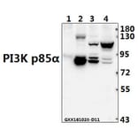 Anti-PI3K p85α/p55γ (Y467/199) Antibody from Bioworld Technology (AP0230) - Antibodies.com