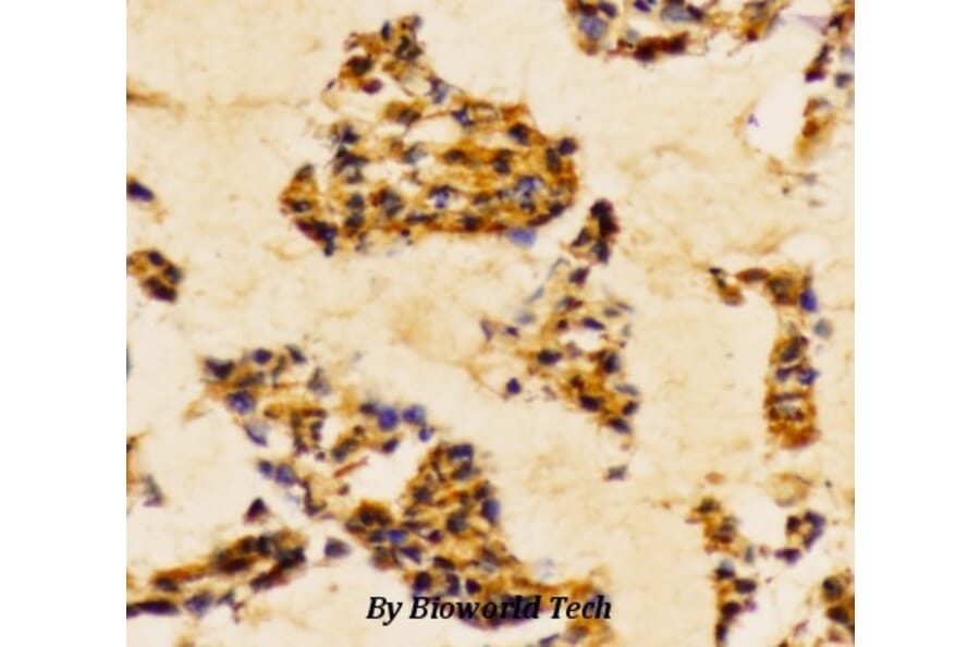 Anti-PI3K p85α/p55γ (Y467/199) Antibody from Bioworld Technology (AP0230) - Antibodies.com