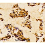 Anti-PI3K p85α/p55γ (Y467/199) Antibody from Bioworld Technology (AP0230) - Antibodies.com