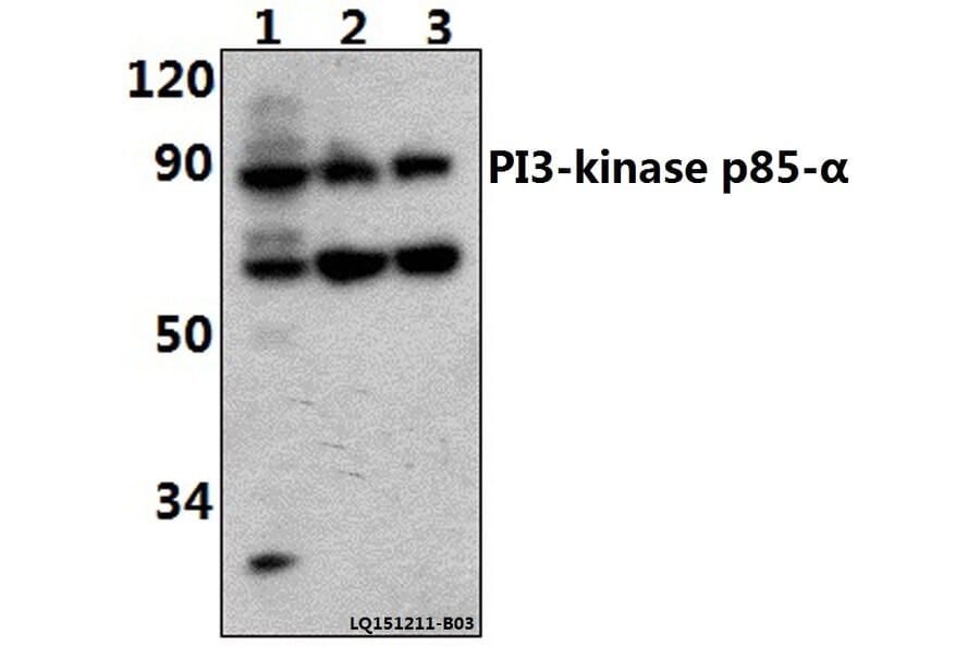 Anti-PI3K p85α/p55γ (Tyr607) Antibody from Bioworld Technology (AP0231) - Antibodies.com